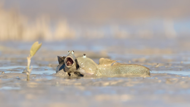Tente não rir! Estas poderão ser as fotos mais cómicas da vida selvagem