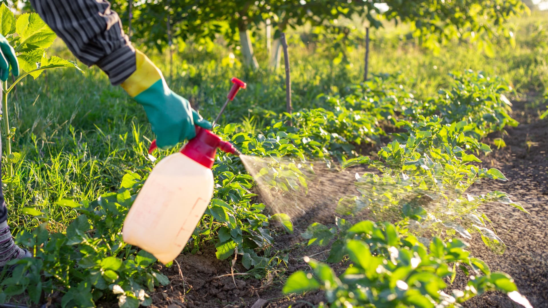 L'ASAE saisit 170 unités de produits phytopharmaceutiques au niveau national.