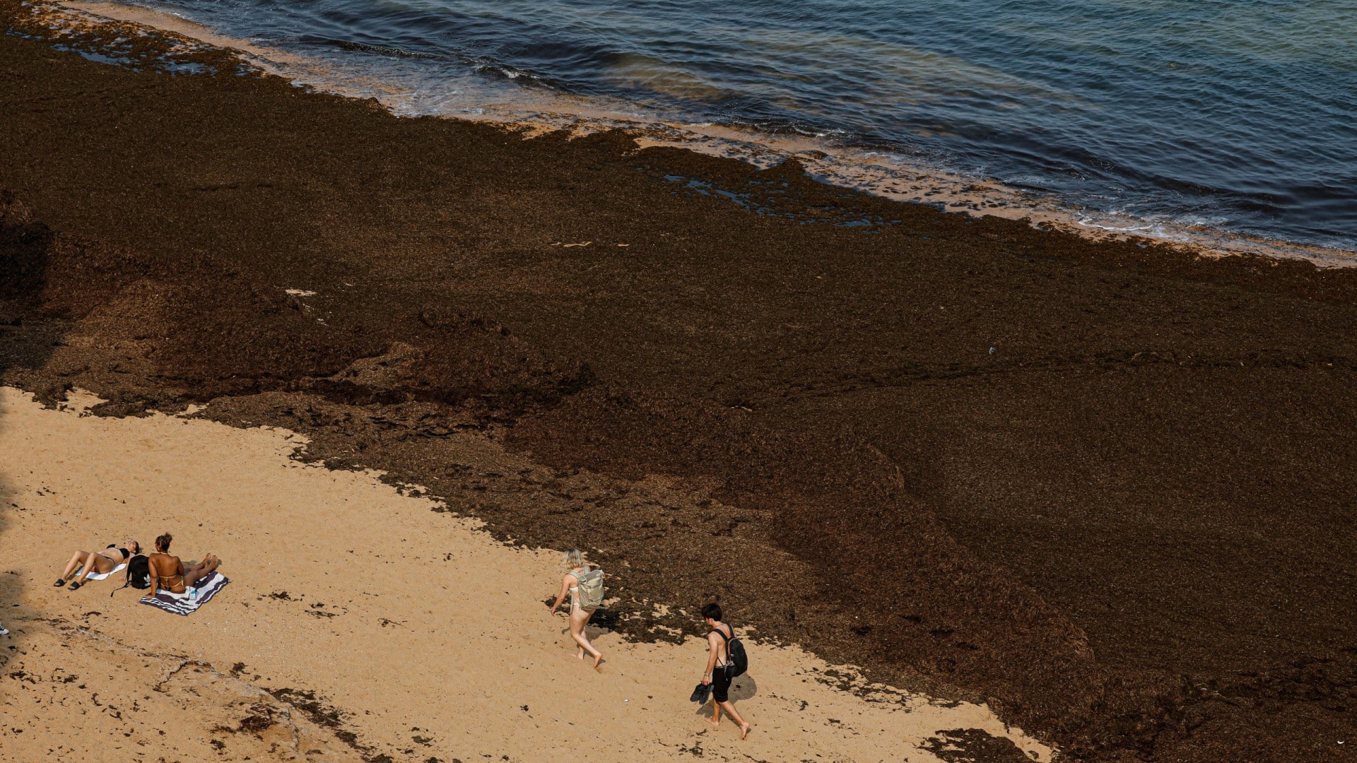 Le gouvernement définit une stratégie pour contrôler l'algue invasive asiatique sur le littoral.