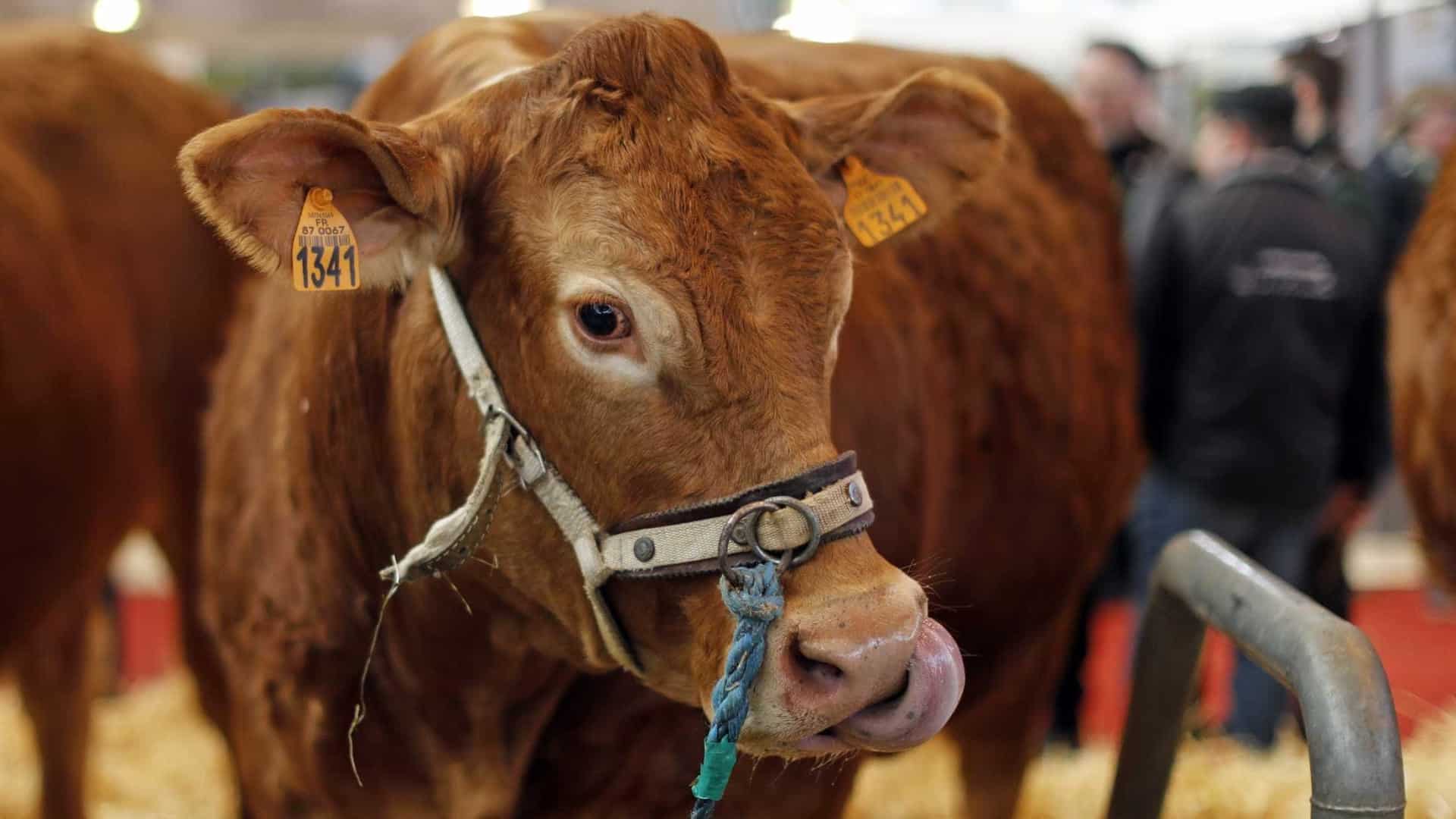 Le Portugal peut à nouveau exporter des bovins vers l'Algérie.