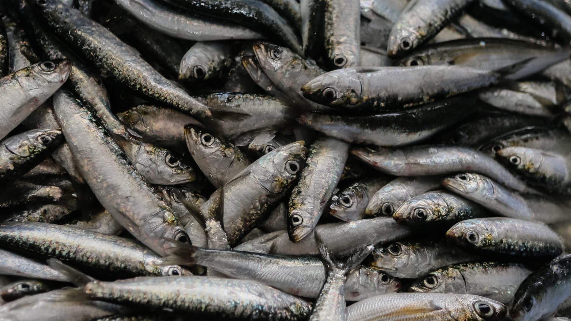Le Portugal reçoit le label bleu pour la pêche à la sardine.