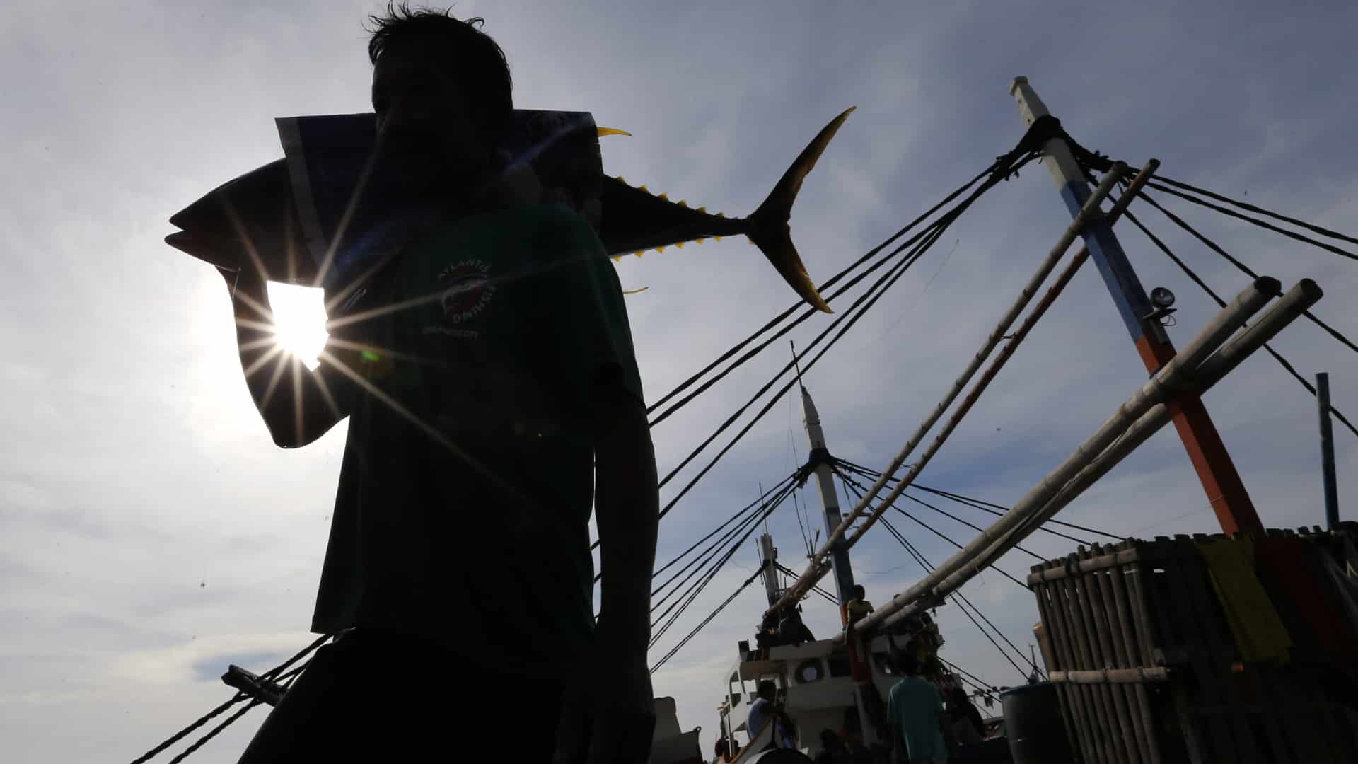 Le Portugal utilise 80 % du quota de thon obèse et la pêche pourrait être fermée.