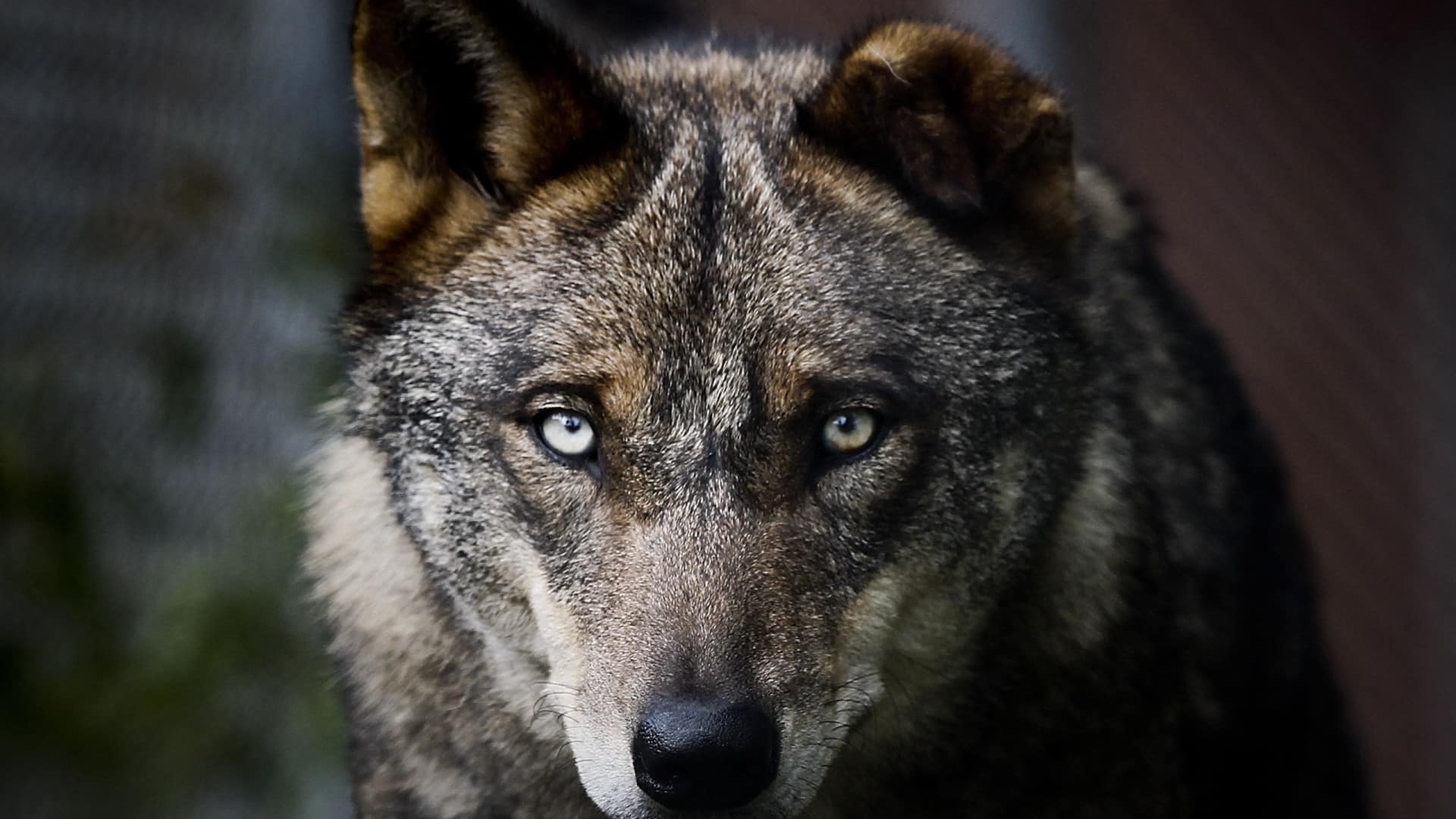 Le programme Alcateia vise à protéger les habitats et les loups (et à réduire les conflits)