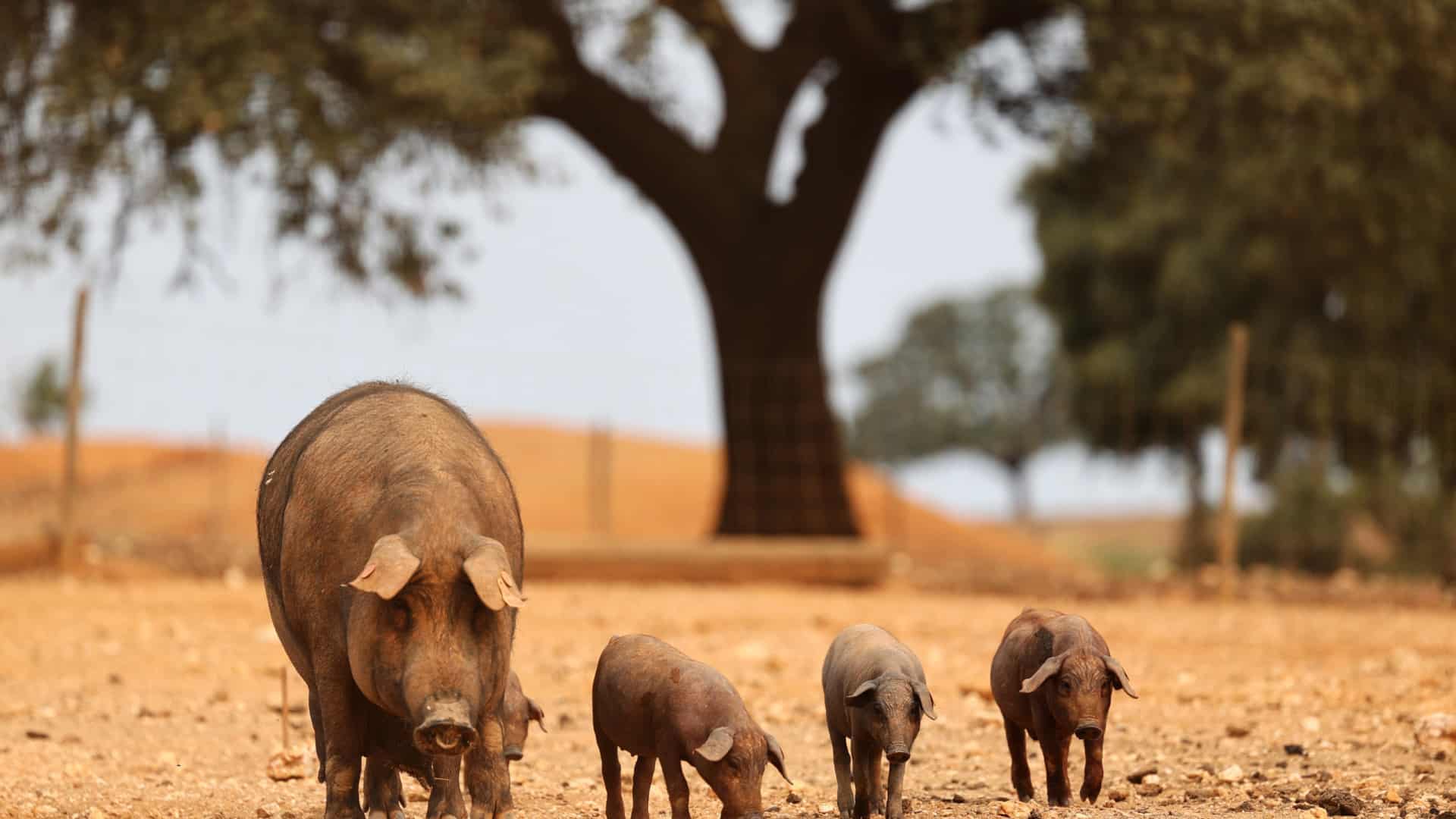 Les éleveurs de porcs obligés à déclarer les porcs en août