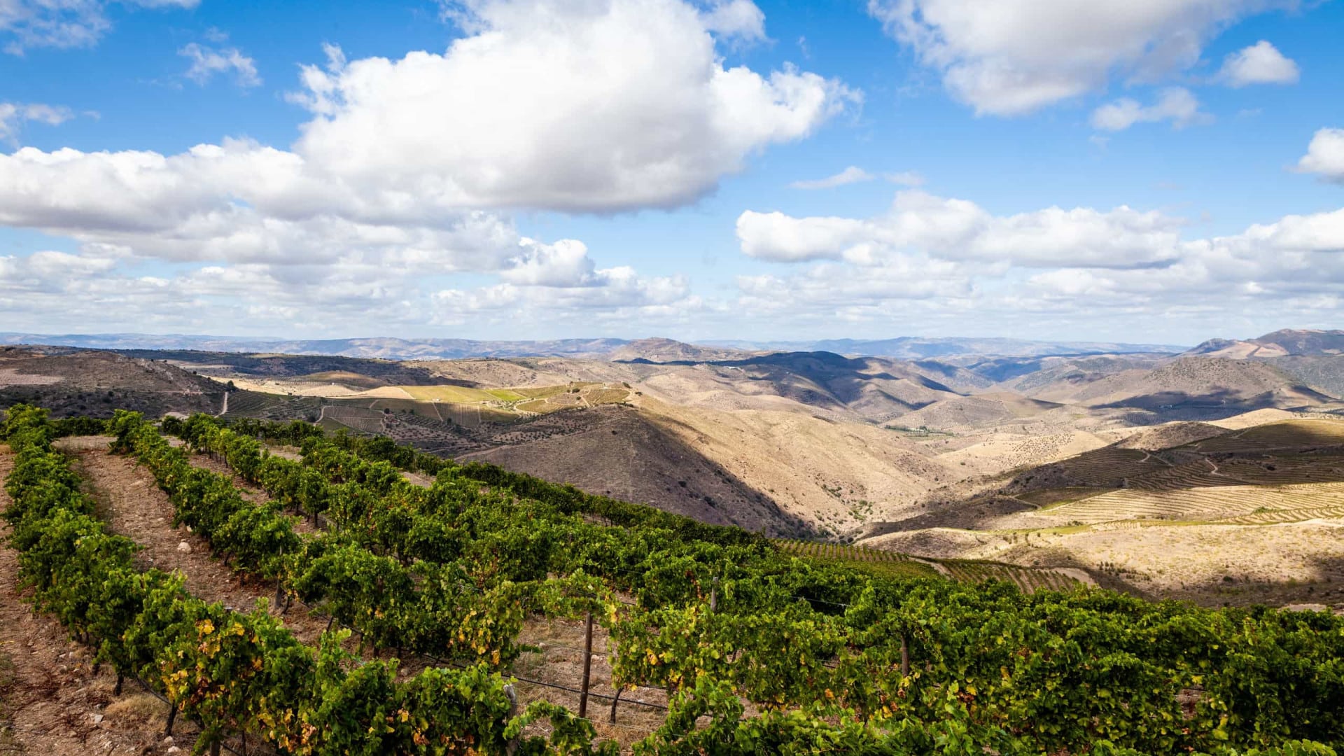 Les viticulteurs manifestent aujourd'hui pour exiger des solutions à la crise du Douro.
