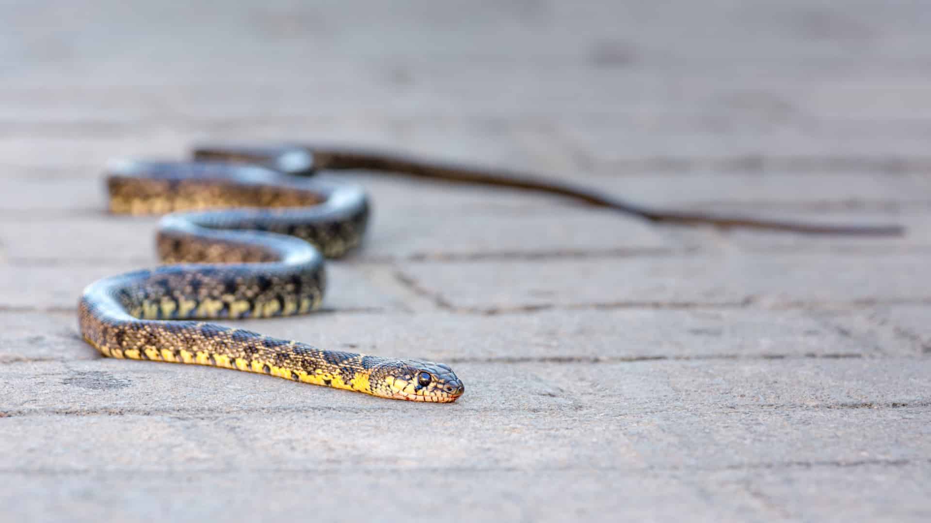 Mais des serpents en ville ? "Les phénomènes sont cycliques et conditionnés par le climat"