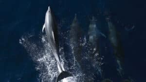 Observation des dauphins interdite à l'entrée de l'estuaire du Sado en août