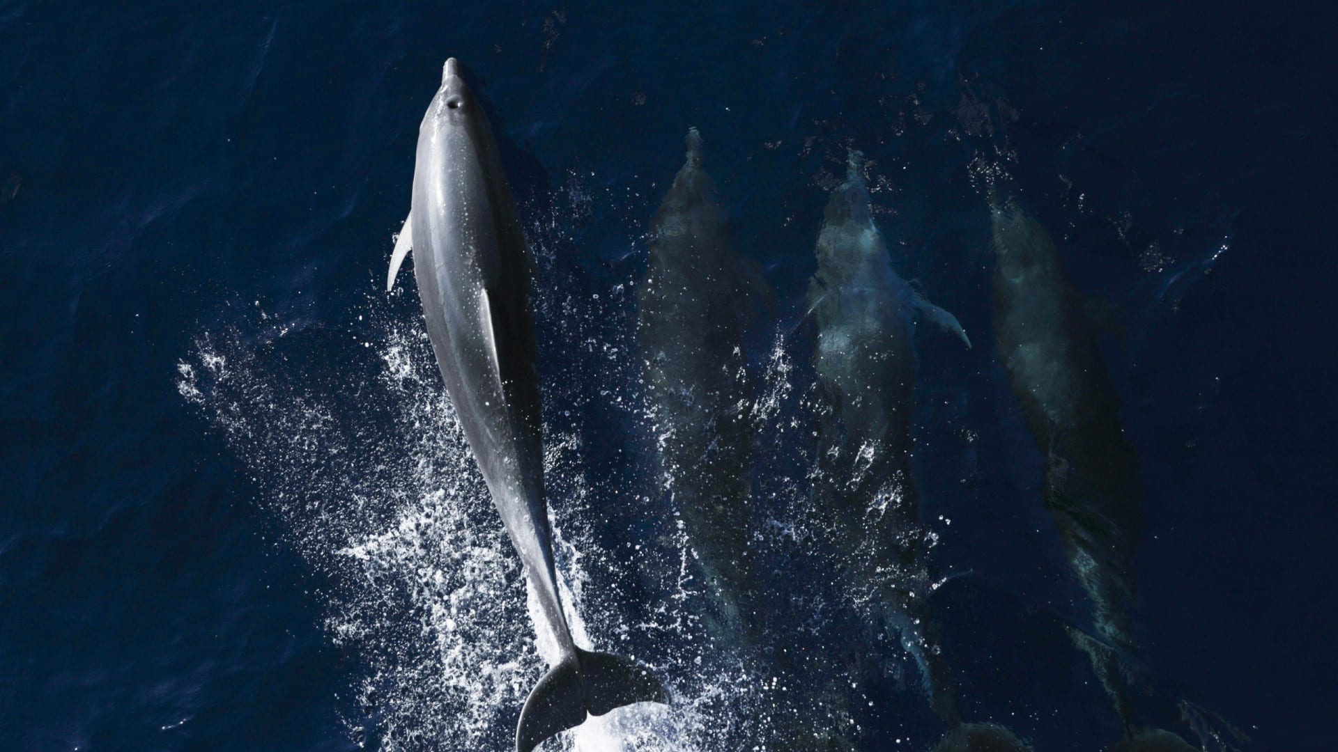 Observation des dauphins interdite à l'entrée de l'estuaire du Sado en août