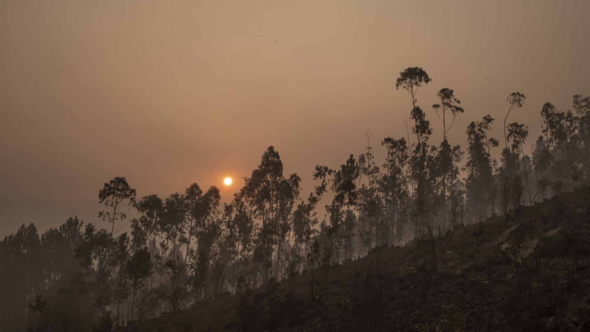 Plus de 150 opérateurs et 42 moyens luttent contre un incendie à Mangualde.