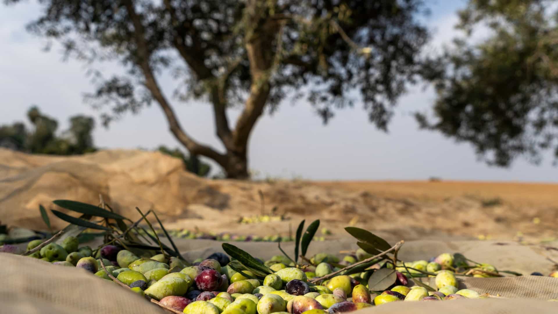 Production d'huile d'olive en 2024 avec la 2ème campagne la plus productive de tous les temps