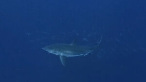 Requin aperçu sur la plage de Foz do Arelho. "Il n'y a pas de raison de s'alarmer"