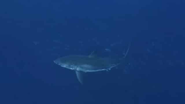 Plus de requins aux Açores?