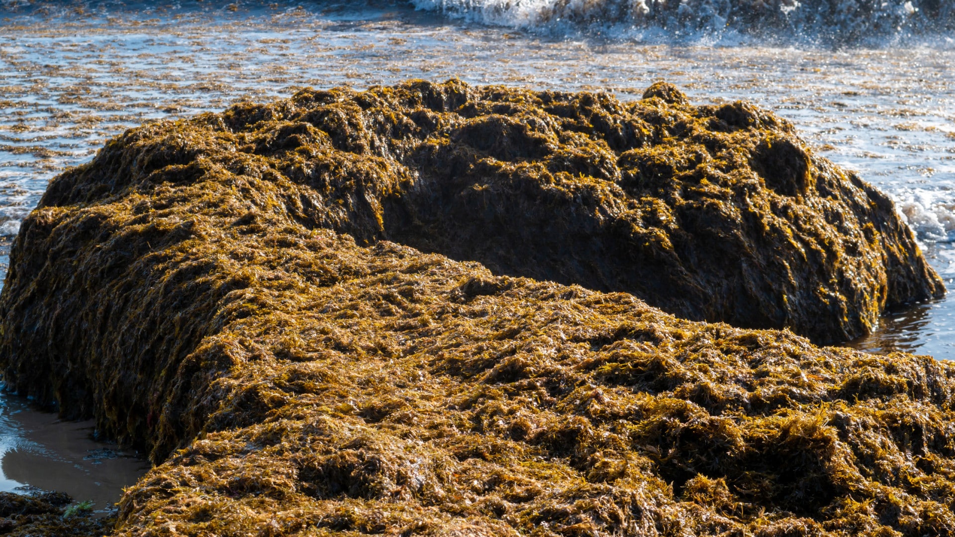 Une macroalgue envahissante pourrait être un "problème grave" pour le tourisme en Algarve.