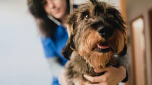 Votre animal est-il malade ? Comprenez si l'absence est (ou non) justifiée.