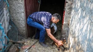 À 64 ans, Belarmino a transporté des seaux de 20 litres pour sauver le troupeau à Lousã.