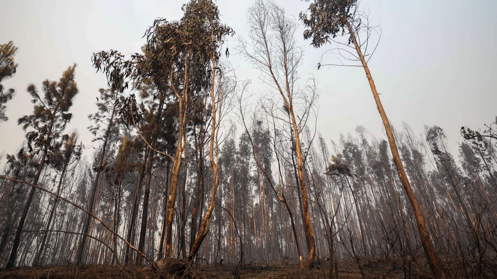 À Lousã, le feu a contourné le bosquet qu'António Carlos entretient depuis 24 ans.