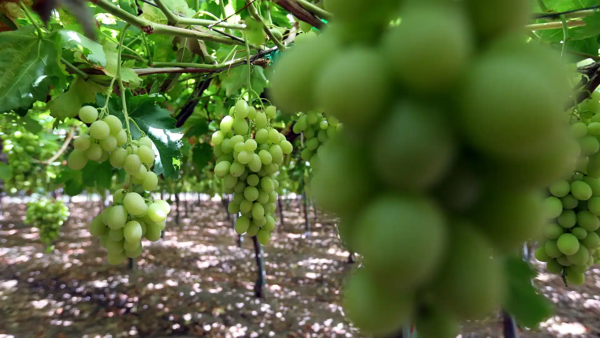 Alentejo "en état de choc" face au soutien du gouvernement aux viticulteurs du Douro