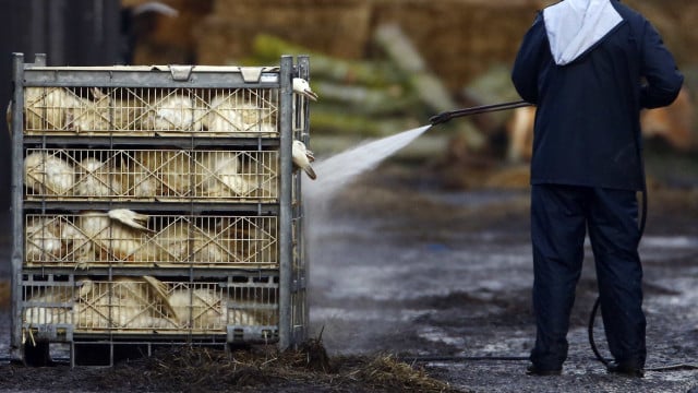 Gripe des oiseaux détectée à Setúbal. Les animaux ont été abattus