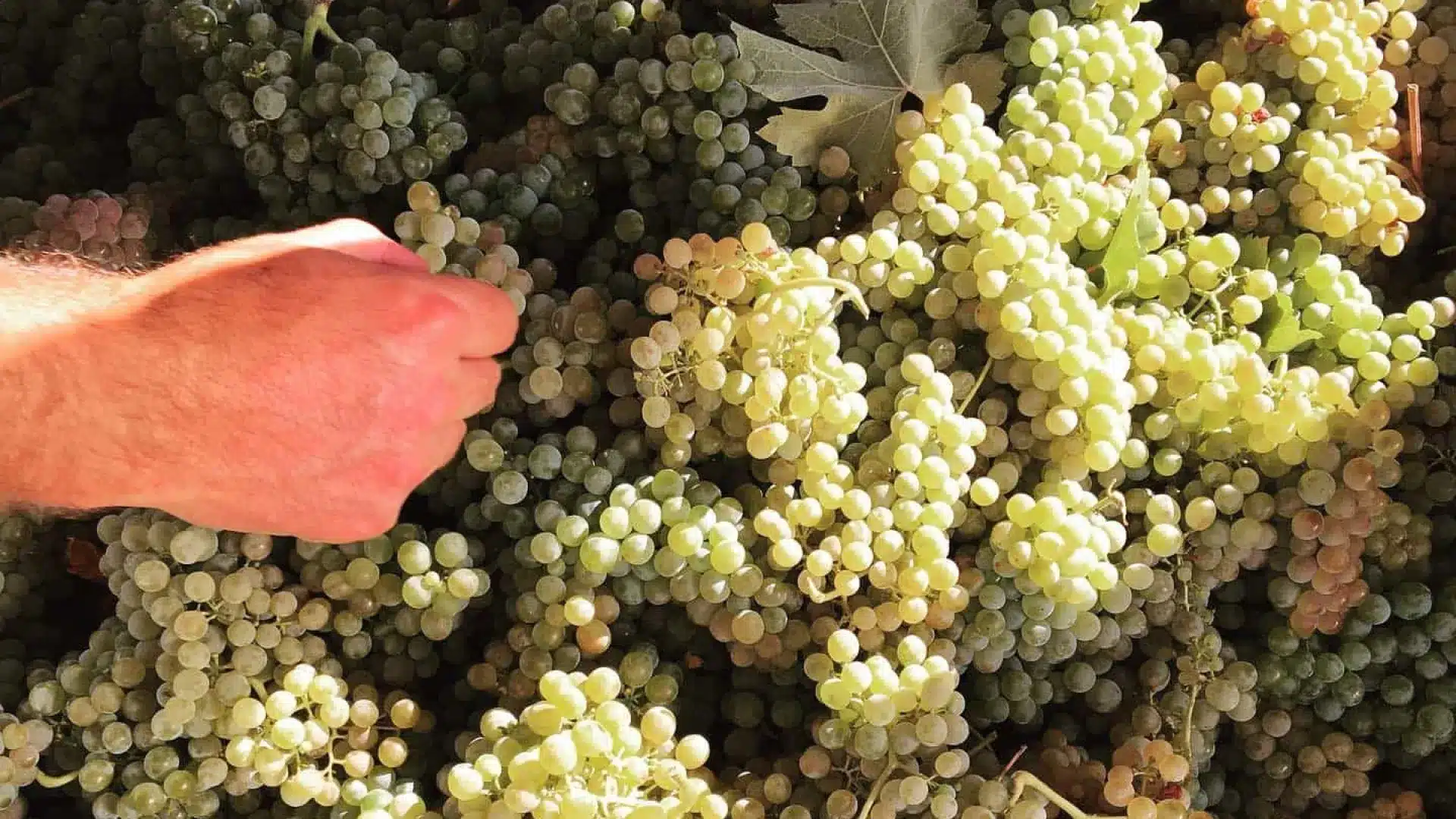 ASAE et Vinhos Verdes, du Douro et de Porto contrôlent l'authenticité des raisins
