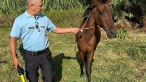 Cheval volé il y a 2 ans à Lisbonne retrouvé à Moita. Homme identifié.