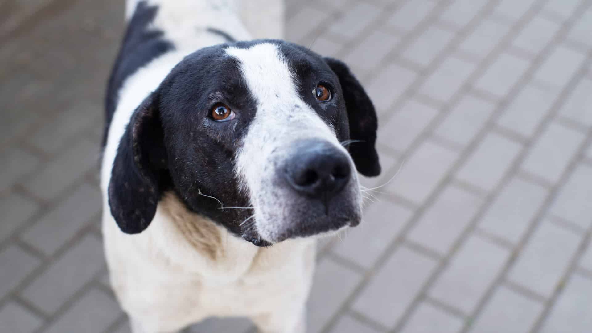 Des chiens empoisonnés à Porto ? "Le nombre d'intoxications a été plus élevé."