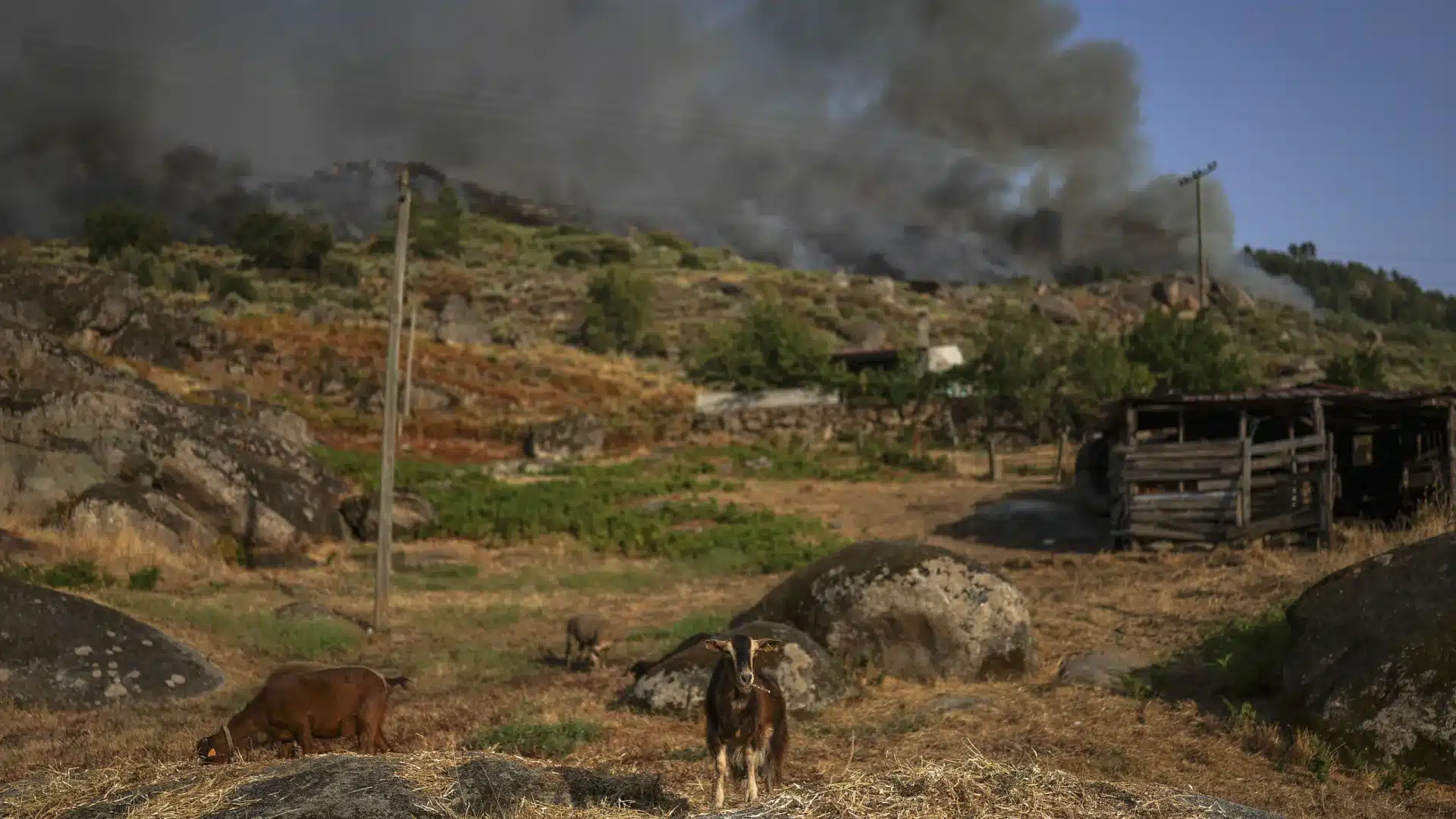 Des incendies peuvent avoir tué environ 400 animaux ongulés dans la chaîne de montagnes centrale.