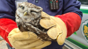 Des poussins auxquels il a remercié avec un clin d'œil : un autre hibou secouru.