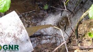 Environ 50 personnes ont retiré des poissons morts de la rivière Lis (après déversement)