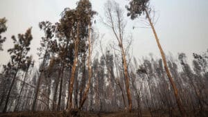 "Favorável". Incendie à Sabrosa avec un front et 80 % du périmètre maîtrisé