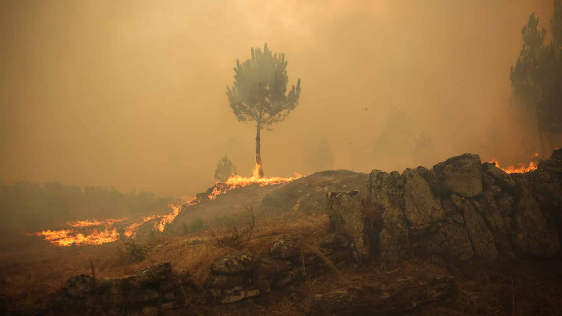 Feu à Lousã inquiète dans les zones de Mata do Sobral et Ribeira de São João.