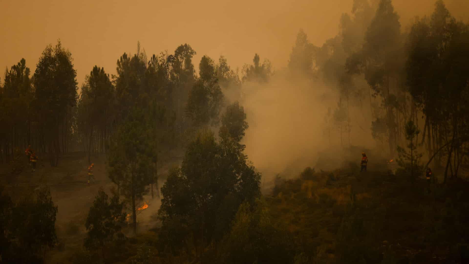 Figueiró dos Vinhos en résolution après avoir brûlé des broussailles et des eucalyptus