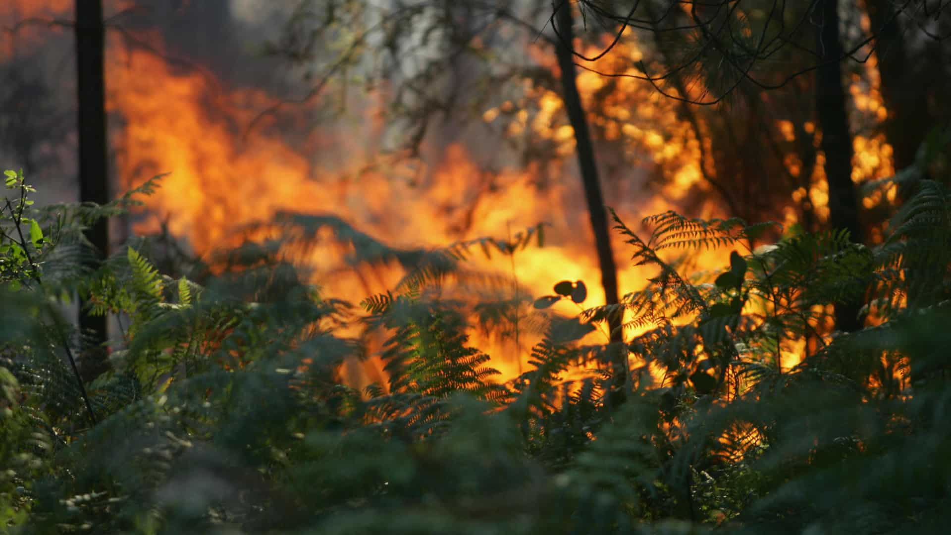 Incendie à Pampilhosa da Serra oblige à évacuation du village de Covanca.
