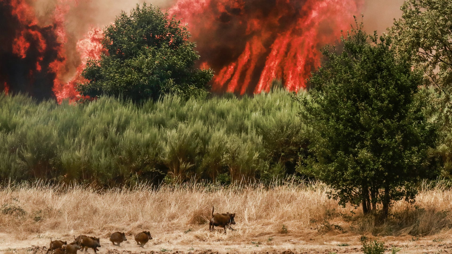 Incendie dans la commune de Covilhã devrait être maîtrisé lundi.