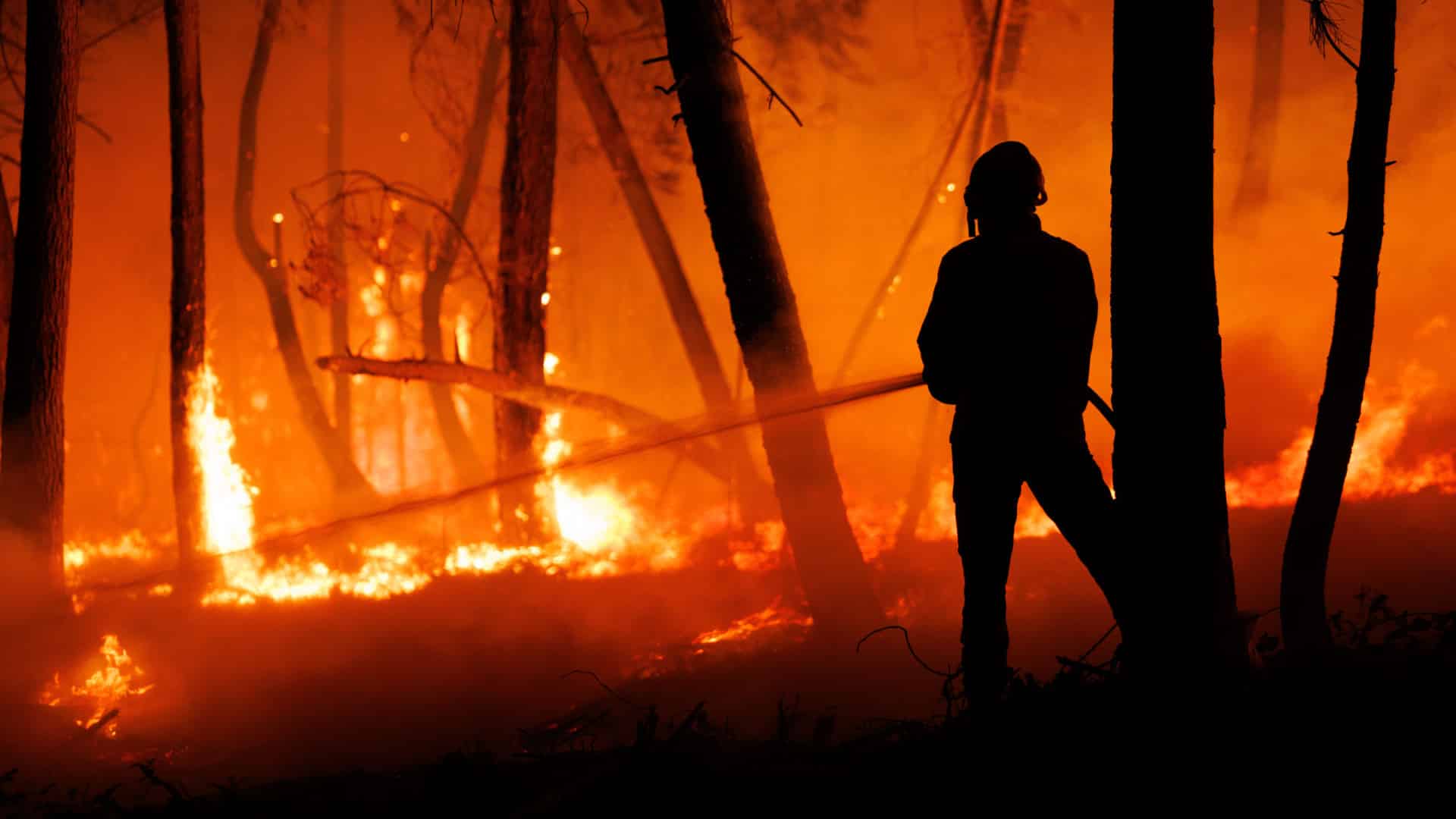 Incendie dans Sertã dans une zone de pins combattu par 250 opérateurs