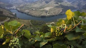 La Biennale Internationale du Douro ouvre au Musée du Côa et se prolonge jusqu'en 2026.
