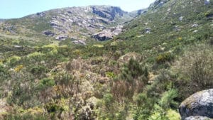 L'association va nettoyer environ quatre mille hectares dans la Serra da Estrela.
