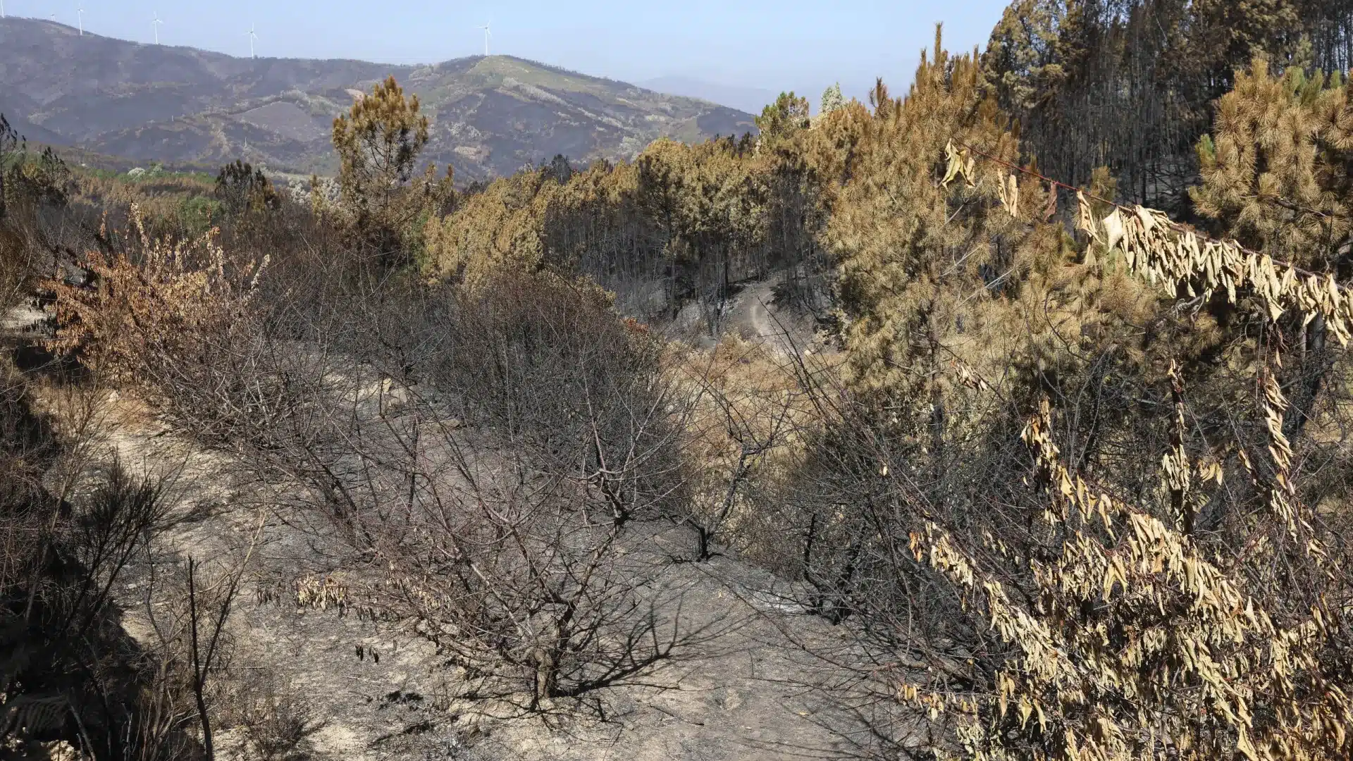 Le feu rend l'avenir difficile pour le village de Fundão, qui a retrouvé une nouvelle vie grâce aux cerises.