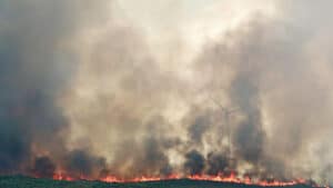 Le gouvernement a déjà reçu cinq mille demandes d'aide en raison des incendies.