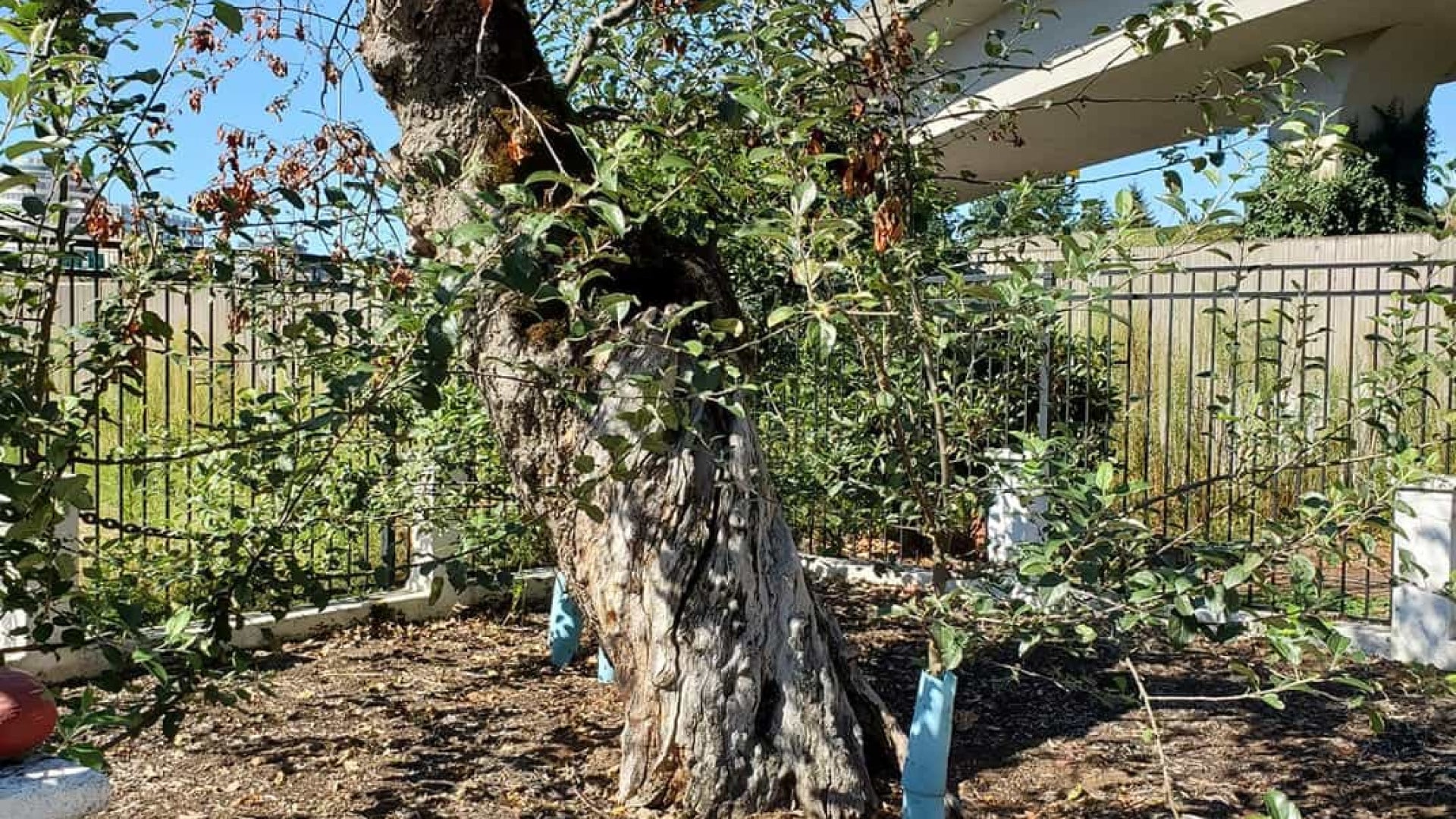 Le Portugal possède 330 variétés d'arbres fruitiers, surtout des pommiers.