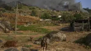 Les agriculteurs de São Miguel font don de 12 tonnes de nourriture pour animaux.