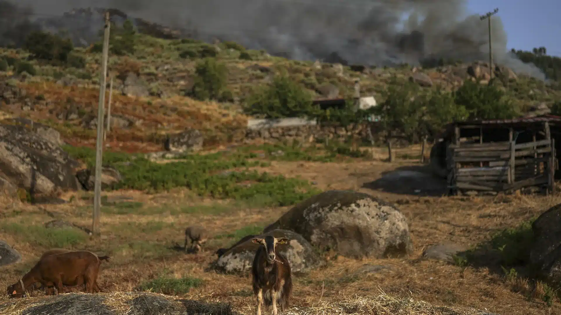 Les agriculteurs de São Miguel font don de 12 tonnes de nourriture pour animaux.