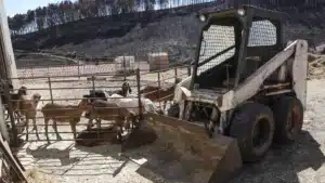 Les bergers et fromagers de la Covilhã cherchent à résister après que le feu ait emporté le pâturage.