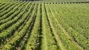 Les exportations de vin reculent de 0,48 % à 454,2 millions au 1er semestre.