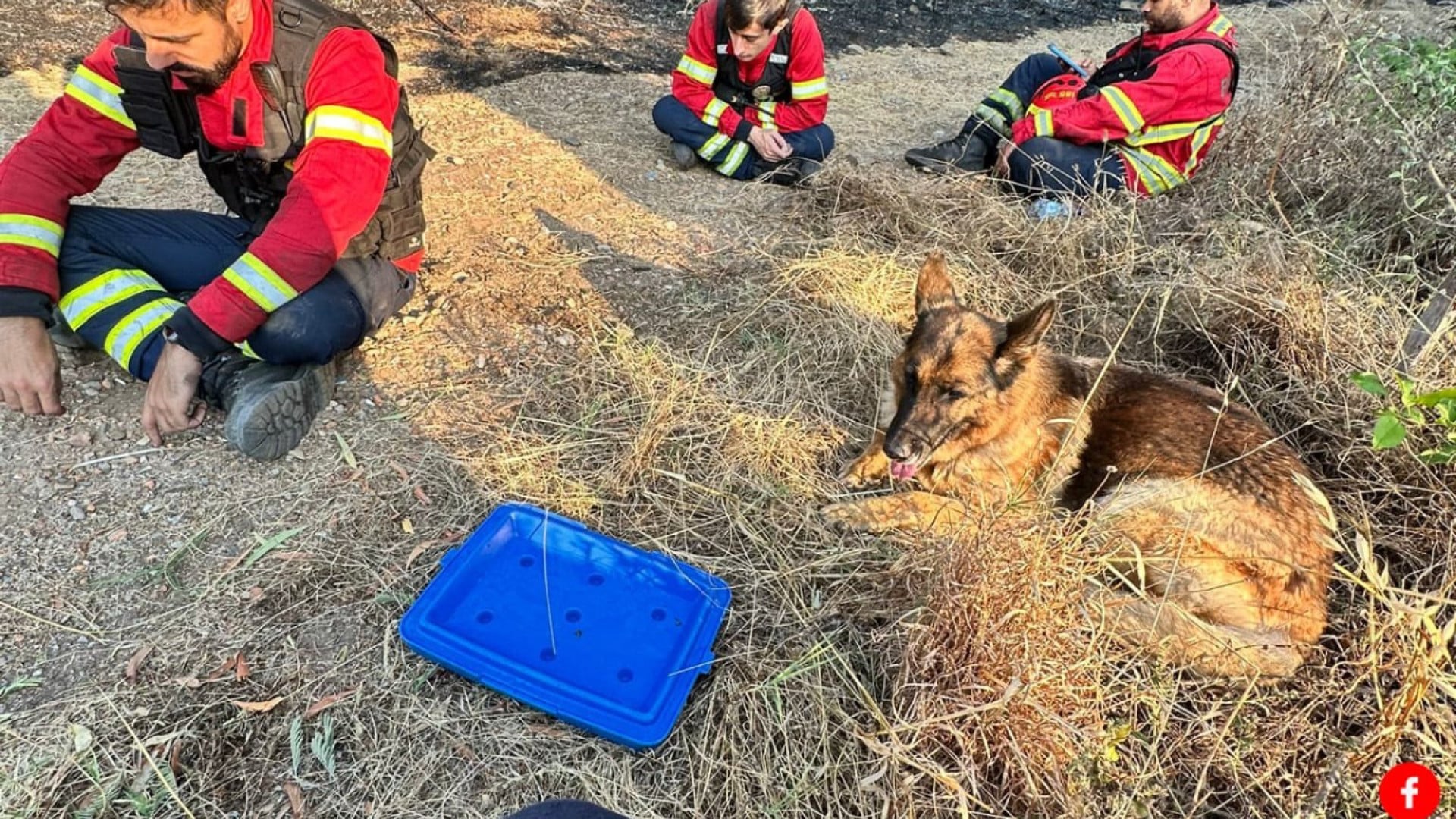 Les pompiers sauvent un "chien entouré par les flammes". L'animal a 'remercié'.