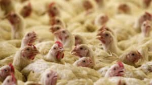 Les poules pondeuses doivent être déclarées en septembre.