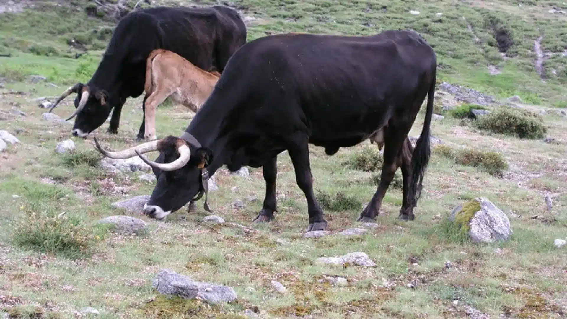 Les producteurs de la Serra do Alvão reçoivent de l'aide pour nourrir les vaches maronesas.