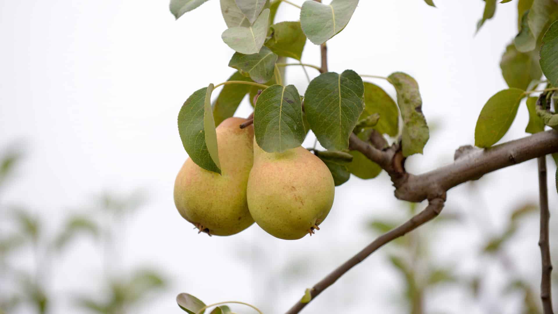 Les producteurs de poires Rocha de l'Ouest estiment une récolte similaire à celle de 2024.