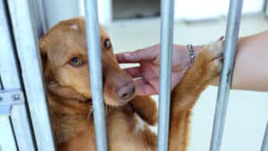 Les propriétaires savent qu'aujourd'hui "il y a une responsabilisation" s'ils abandonnent des animaux.