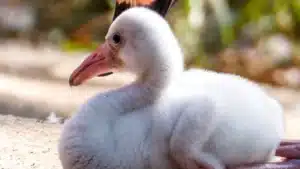 "Plumes grises, pas hésitants". Il y a de nouveaux bébés flamants roses au zoo.