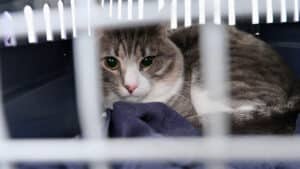 Plus de 3 000 personnes soupçonnées d'avoir abandonné des animaux en une décennie